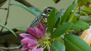 Fledgling robins depart their nest [upl. by Maxey405]