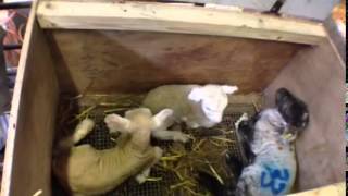 How to Check for Hypothermia in Newborn Lambs  FAI [upl. by Iron]