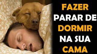 Como Fazer Seu Cachorro Parar de Dormir na Sua Cama  Como fazer seu cachorro dormir na caminha dele [upl. by Nire]