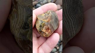 AWESOME Agate Find 😍 agate rockhounding rocks geology beachcombing nature crystals shorts [upl. by Auqined490]