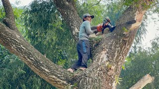 Full of risks Cut down 2 dangerous trees near village housing [upl. by Neetsuj]