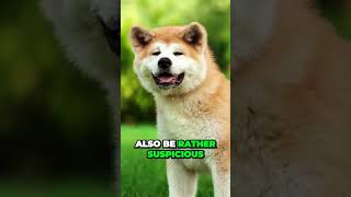 Uncovering the Fierce and Protective Nature of the Akita Dog Breed [upl. by Newsom539]