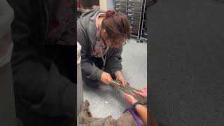 Perform saphenous venipuncture canine [upl. by Holzman]