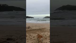 porth beach October 21st Newquay travel cornwallbeach visitcornwall holidays motorhome dog [upl. by Enner]