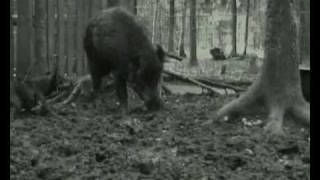 Jagdterrier vs wild boar [upl. by Lias]