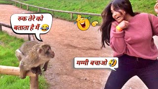 बंदरों की ऐसी हरकत देख हंसी नहीं रुकेगी 😂 । Funny Monkey Video । mrboxinfo [upl. by Tekcirk]