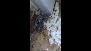 I have a wolf spider infestation [upl. by Suhail]