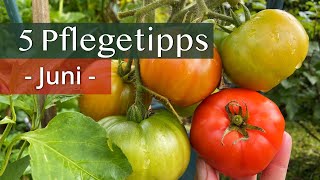 🍅 5 wichtige Tipps für gesunde amp ertragreiche Tomatenpflanzen im Juni [upl. by Noraed749]