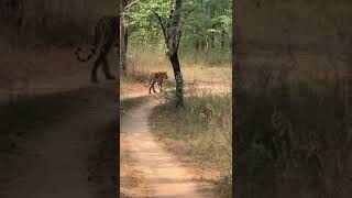 Today sightseeing Pench National Park [upl. by Nollaf864]