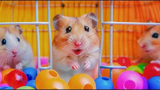 Hamster Escape the Ball Pit Pool Maze for Pet 🐹 Hamster Maze [upl. by Grae]