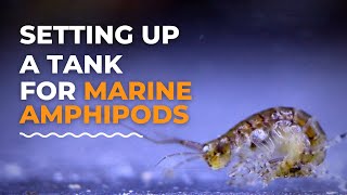 Setting Up A Saltwater Amphipods Breeding Tank  Blue Reef Tank [upl. by Lyell]