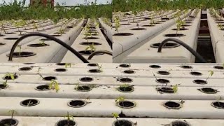 இதுவரை யாரும் பார்க்காத முறையில் சொட்டு நீர் பாசனம் 👀drip irrigation new methodsottu neer pasanam [upl. by Isak286]