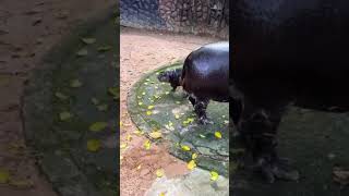 Moo Deng the Pygmy Hippo Baby Running and Playing  Fun and Adorable Moments 🦛💨 viralcute [upl. by Dauf]