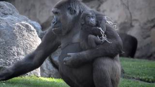 La bebé gorila VIRUNGA cumple 7 meses en BIOPARC Valencia [upl. by Jean]