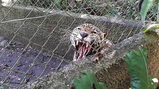 Jaguar en ARCAS Petén Guatemala [upl. by Noslrac]