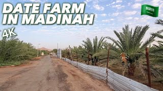 Visiting A DATE FARM in MADINAH  Driving in Madinah Saudi Arabia  4K [upl. by Attaynek]