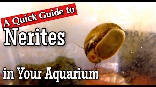 Nerites in the Aquarium A Quick Guide [upl. by Dasteel]