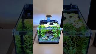 Adding red root floaters in my 5 gallon tank ft Lava plantedtank aquascape bettafish bettatank [upl. by Rodolfo]