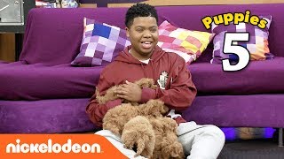 The Cute Puppy Challenge 🐶 w Benjamin Flores Jr AKA Luckiest Kid Ever  Game Shakers  Nick [upl. by Afaw]