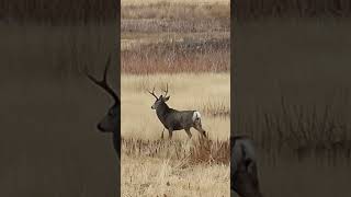 Mulies are rutting washington muledeer therut [upl. by Garbe]