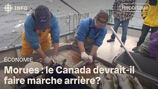 Les pêcheurs de TerreNeuve et Labrador réclament le retour du moratoire sur la pêche à la morue [upl. by Egni213]