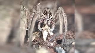 Wolf Spider Feeding [upl. by Chasse677]