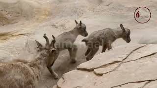 Markhor Pakistans national animal [upl. by Llerot]