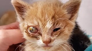 Removing A Gigantic Cuterebra Inside Tiny Kittens Eye Part 10 [upl. by Plumbo]