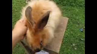 How I Pluck My Angora Rabbits [upl. by Aviv]