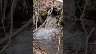 Unclogging Toilet Sounding Culvert With Large Gush [upl. by Yror797]