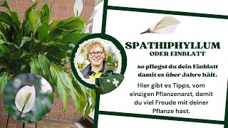 Spathiphyllum oder Einblatt [upl. by Aihsenad]