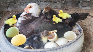 10 DAY OLD Goose  HOW TO KEEP THE CHILDREN FROM GETING SICK  Dong farm [upl. by Llorrac]