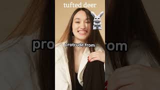 tufted deer FUN FACT animalsshorts funfact [upl. by Silevi]