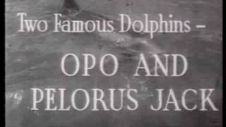 OPO AND PELORUS JACK NEW ZEALAND 1912 amp1956 [upl. by Eilasor]