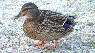 Lone Female Mallard Duck Quacking on Frozen Morning Dew 4K [upl. by Kendall]