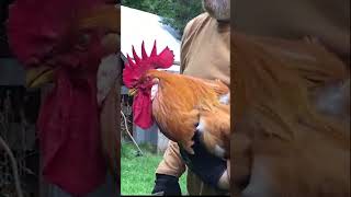 Facts To Deal With An Aggressive Rooster [upl. by Henrietta]