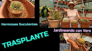 PRIMER TRASPLANTE DE SUCULENTAS DEL AÑO jardineandoconvero [upl. by Callum]