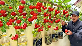 Growing Tomatoes This Way Gets Many Fruits And Doesnt Need Watering [upl. by Fanchon880]