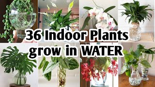 36 Indoor Plants You can grow in Water Best Indoor plants no need soil to grow Plant and Planting [upl. by Lelith879]