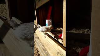 3 week egger  orpington mix roo chicken raisingchickensforeggs farming [upl. by Ecarg]