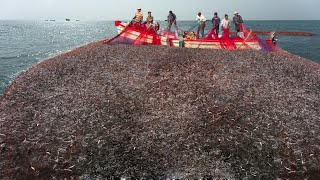 Watch fishing with Nets Traditional Unbelievable Tens of Tons Sardine Caught in A Seine Net [upl. by Jaquelyn776]