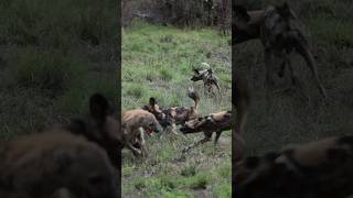 Wild Dogs vs Hyenas Incredible Footage of Intense Wildlife Encounters animals wildlife [upl. by Egamlat235]