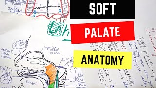 SOFT PALATE ANATOMY [upl. by Nnitsuj]