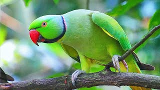 Ringneck Parrot Sounds Compilation [upl. by Ahsillek]