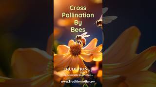 Cross Pollination By Bees  Explained Basic Level [upl. by Had]