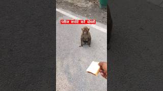 Aankhon Mein Doob Jaane komonkey funny video  monkey dance shorts monkey bandar [upl. by Arag]