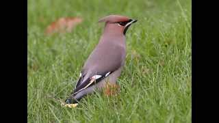 waxwing call [upl. by Hawthorn]