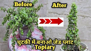 Simple And Easy Tips For Making Jade Plant Topiary  jade plant propagation fertilizer care [upl. by O'Carroll]