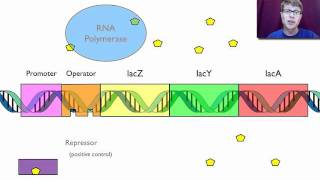 Gene Regulation [upl. by Ikceb264]