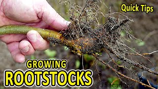 Quick Rootstock Tips  An EASY way to obtain FREE ROOTSTOCKS [upl. by Ariaet670]